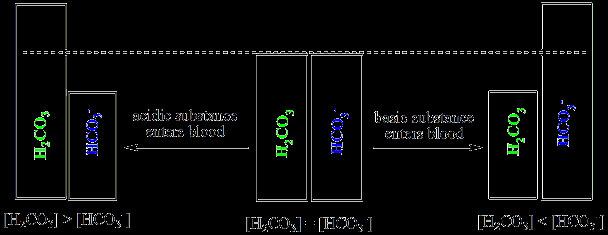 Relative concentrations of carbonic acid and bicarbonate in blood buffering