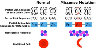 Sickle-cell anemia mutation