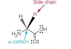 Structure of α-amino acid