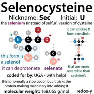 Amino acid structure with side chain
