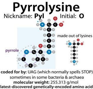 Selenocysteine structure and properties