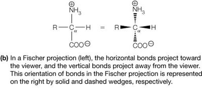 Pyrrolysine structure and properties