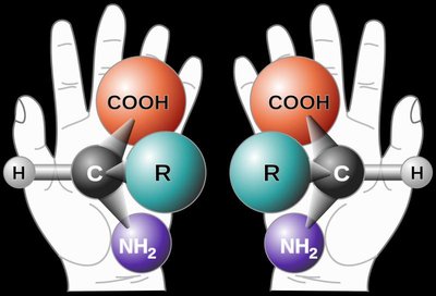 Fischer projection of amino acids