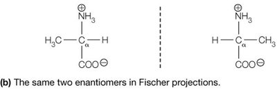 L-alanine and D-alanine ball-and-stick models