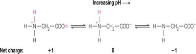 Titration of glycine showing net charge changes with pH