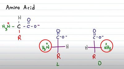 Fischer projections of L-serine
