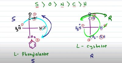 Amino acid stereochemistry: L-phenylalanine and L-cysteine