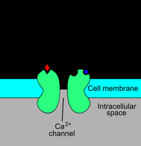 Nonpolar aliphatic and aromatic amino acids