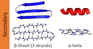 Polar, positively charged, and negatively charged amino acids
