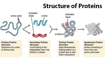 Nonpolar amino acids