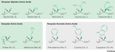 Polar amino acids: serine and cysteine