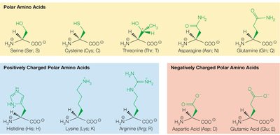 Polar amino acids: serine and cysteine