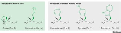 Nonpolar aromatic amino acids