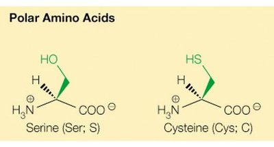 Polar amino acids: serine and cysteine