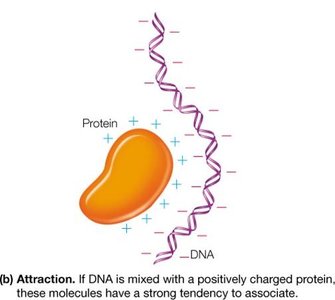 Electrostatic attraction between DNA and protein