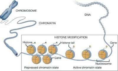 Chromatin structure and histone modification