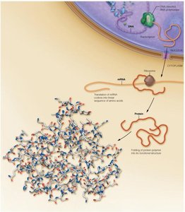 Protein synthesis overview