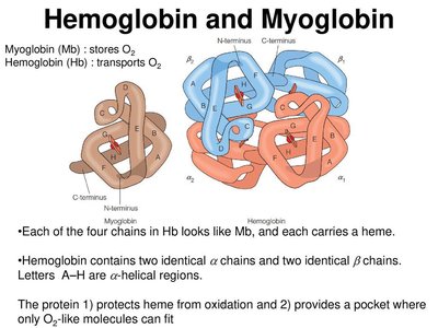 Hemoglobin and myoglobin structure and function