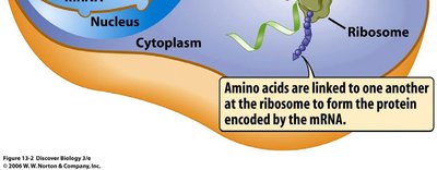 mRNA translation at the ribosome