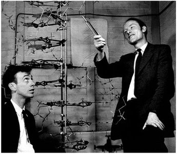 Central dogma: DNA to RNA to protein