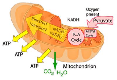 Structure and hydrolysis of ATP