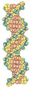 Base pairing in DNA