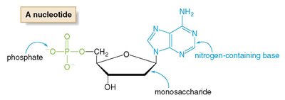Structures of purine and pyrimidine bases