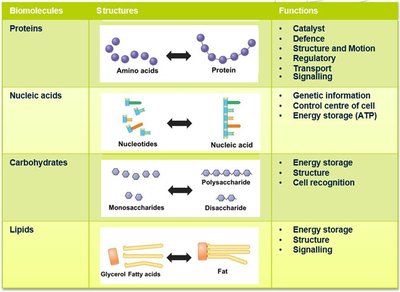 Table comparing biomolecules, their structures, and functions