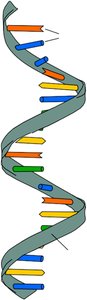 RNA single helix structure