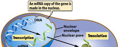 Transcription and translation overview
