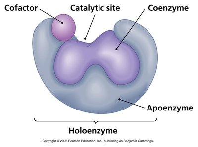 Holoenzyme structure with cofactor, coenzyme, and catalytic site