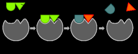 Induced fit model of enzyme-substrate interaction