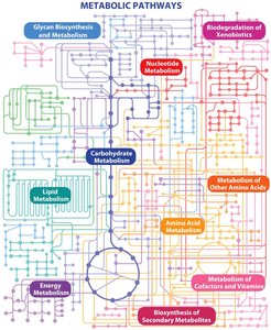Overview of metabolic pathways