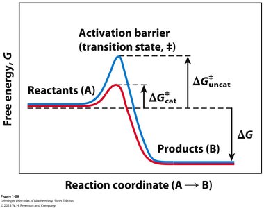 Enzyme-catalyzed reaction rate and regulation