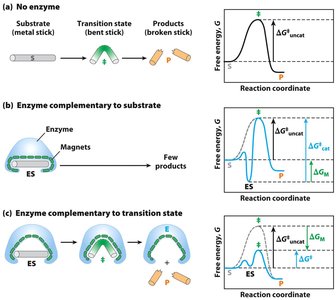 Induced fit and transition state stabilization