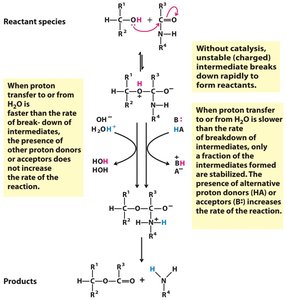 Amino acids in general acid-base catalysis