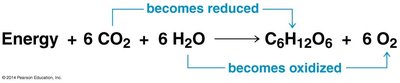 Photosynthesis equation
