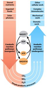Energy flow in catabolic and anabolic pathways