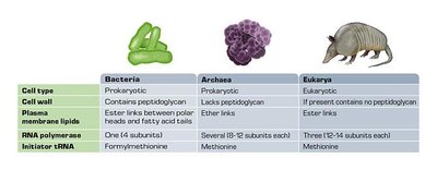 Comparison of Bacteria, Archaea, and Eukarya