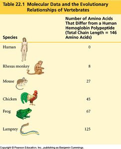 Molecular data: amino acid differences in hemoglobin