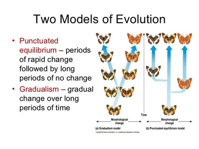 Gradualism vs. punctuated equilibrium