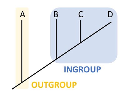 Outgroup and ingroup in a cladogram