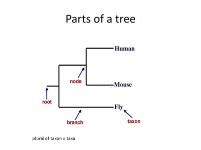 Parts of a phylogenetic tree