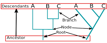 Phylogenetic tree with labeled parts