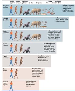 Taxonomic hierarchy using humans as an example