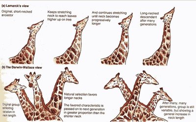 Lamarck vs. Darwin-Wallace view of giraffe neck evolution