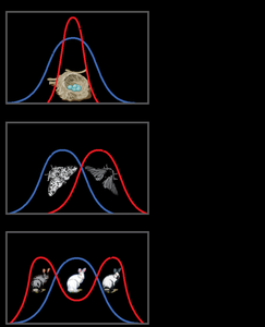 Patterns of selection: stabilizing, directional, disruptive