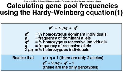 Hardy-Weinberg equation and explanation