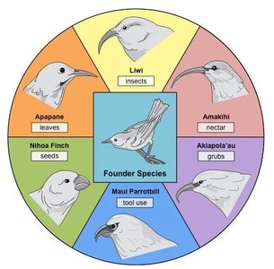 Adaptive radiation in Hawaiian honeycreepers