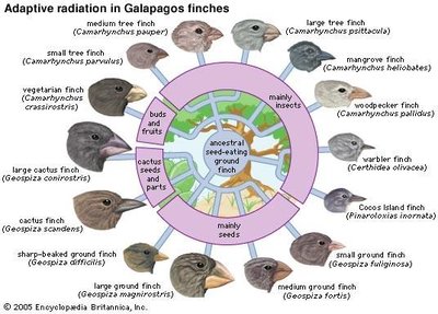 Adaptive radiation in Galapagos finches